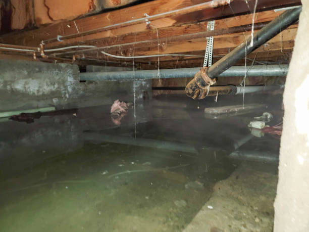 Best Water damage cleanup near me  in Talahi Island, GA