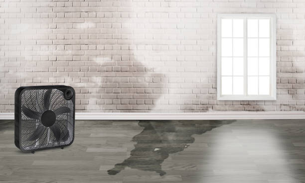 Best Mold removal after water damage  in Talahi Island, GA